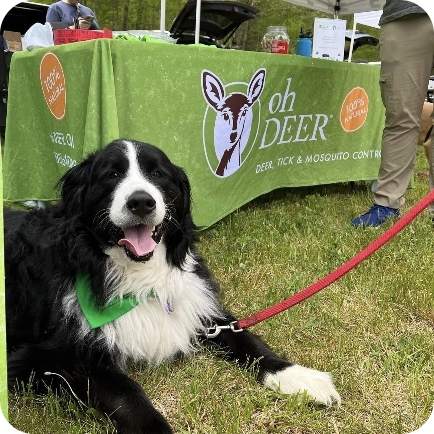 A friendly black and white dog with a green bandana lies on grass near an 'oh DE