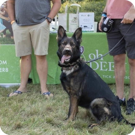 A happy dark-furred dog sits on green grass in front of an 