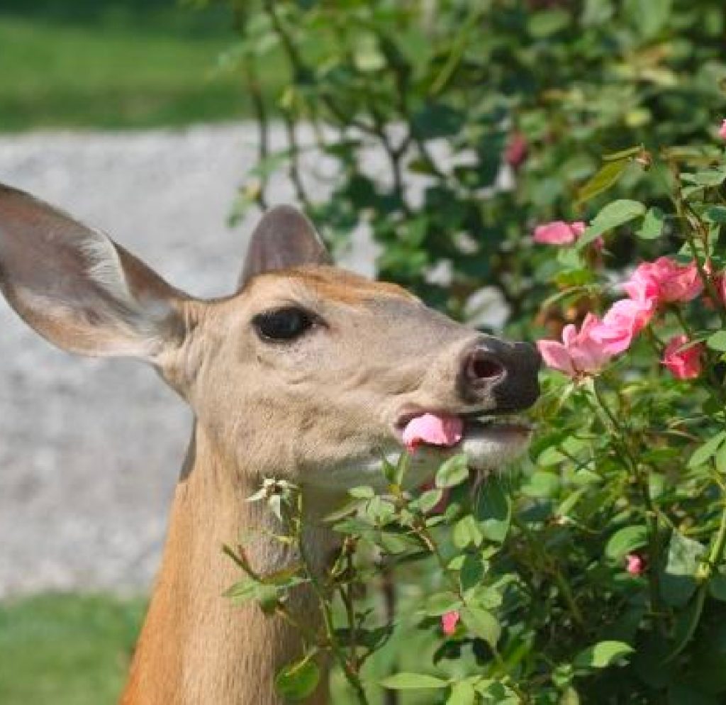 Picture of a deer eating pink flowers in a backyard garden showing why deer repellent spray is needed. 
