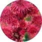 CASTOR OIL: