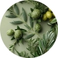 OLEIC ACID: