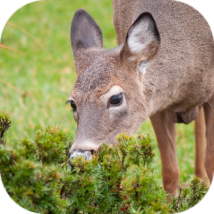 Deer