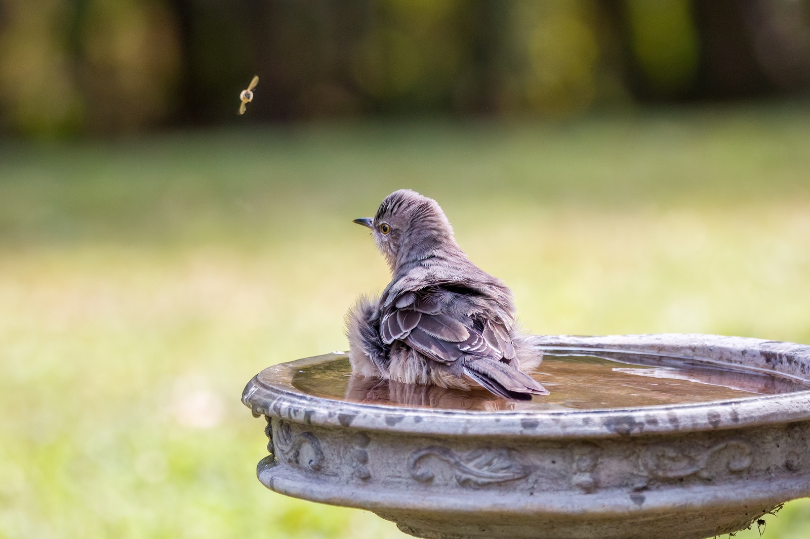 bird bathing in garden