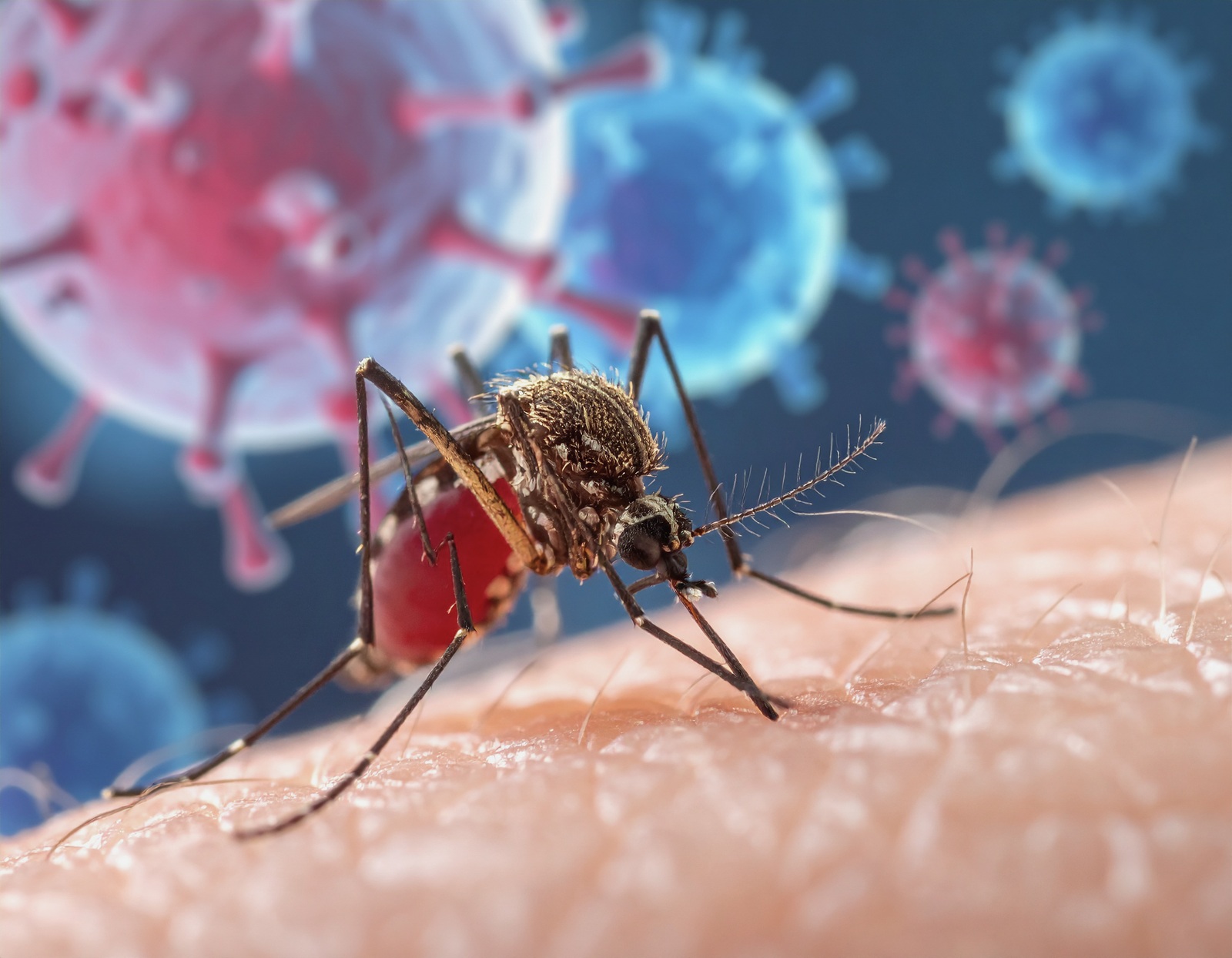 mosquito biting skin
