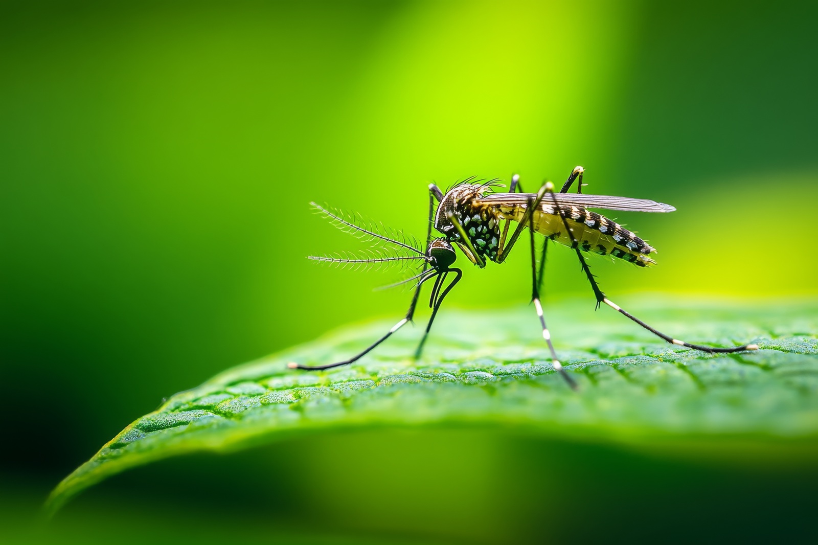 mosquito resting on leaf