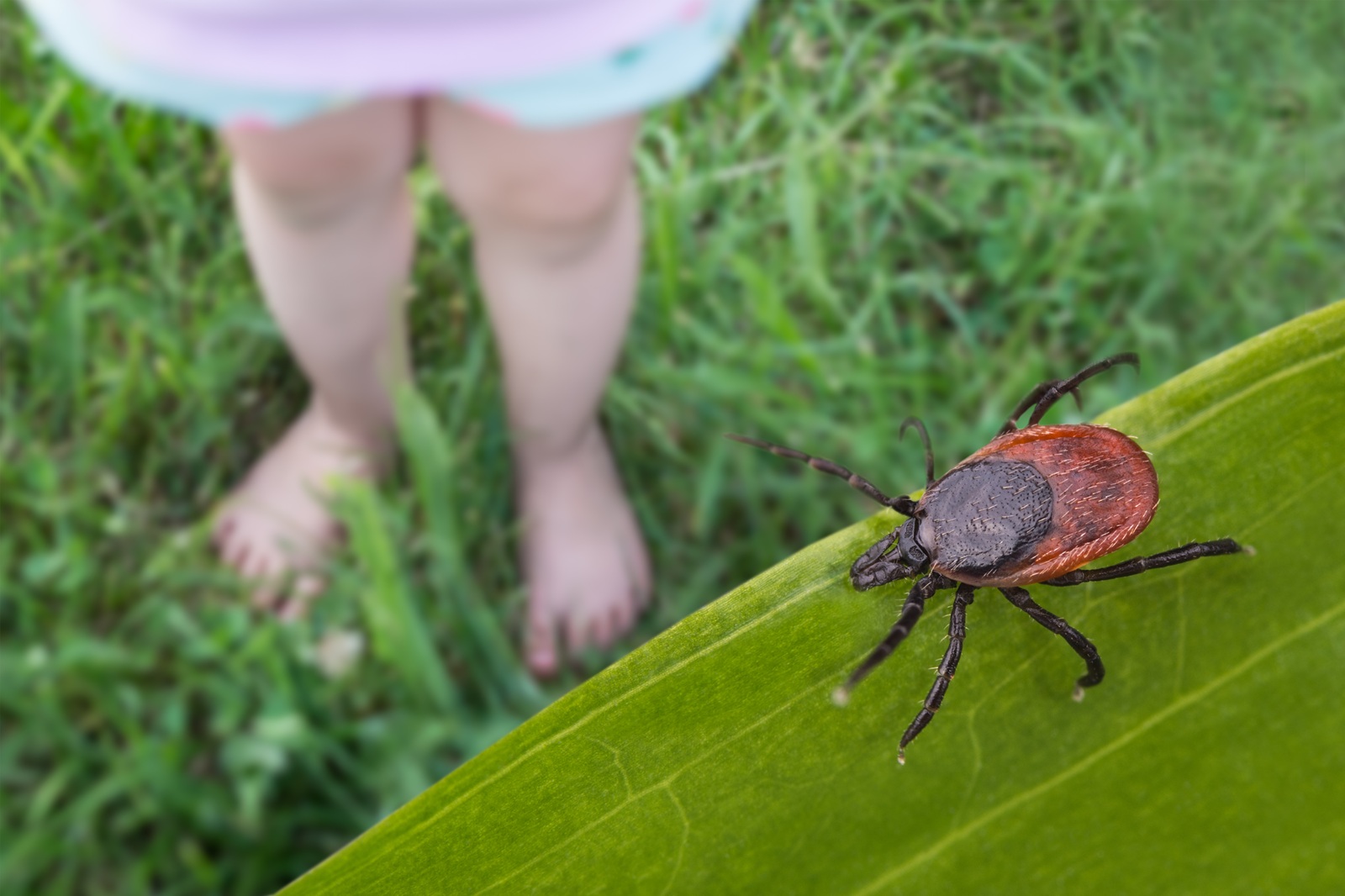tick near girl