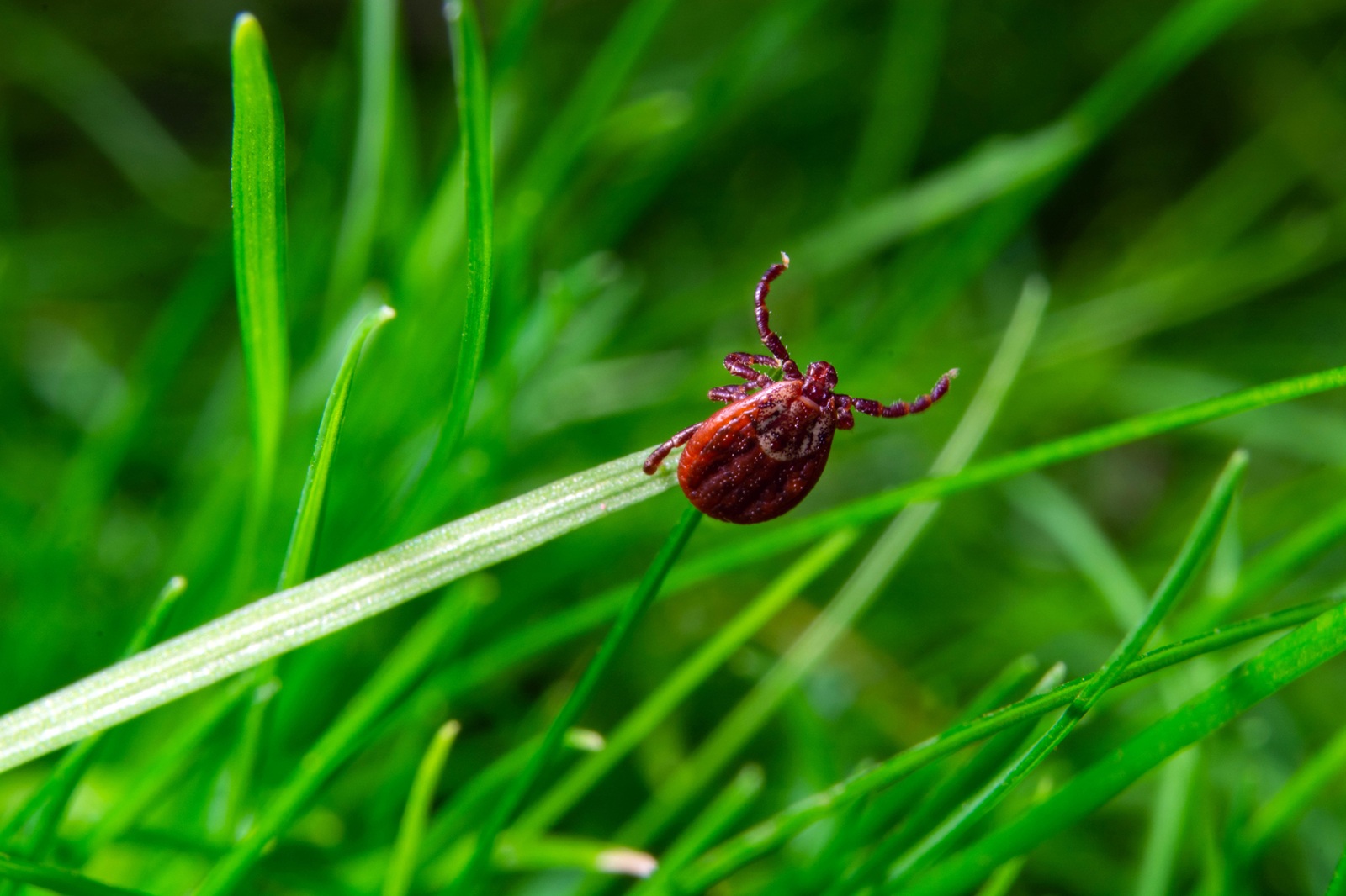 Tick Control for Yards