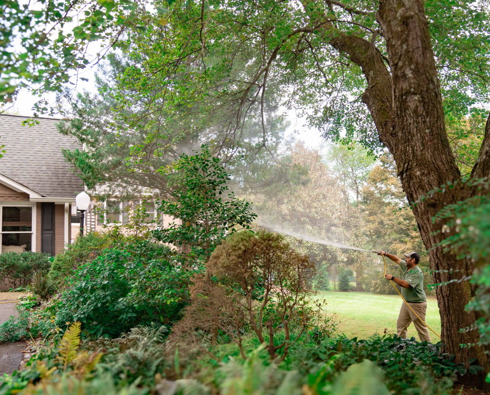 A man sprays water into a large tree with a hose, creating a mist in a