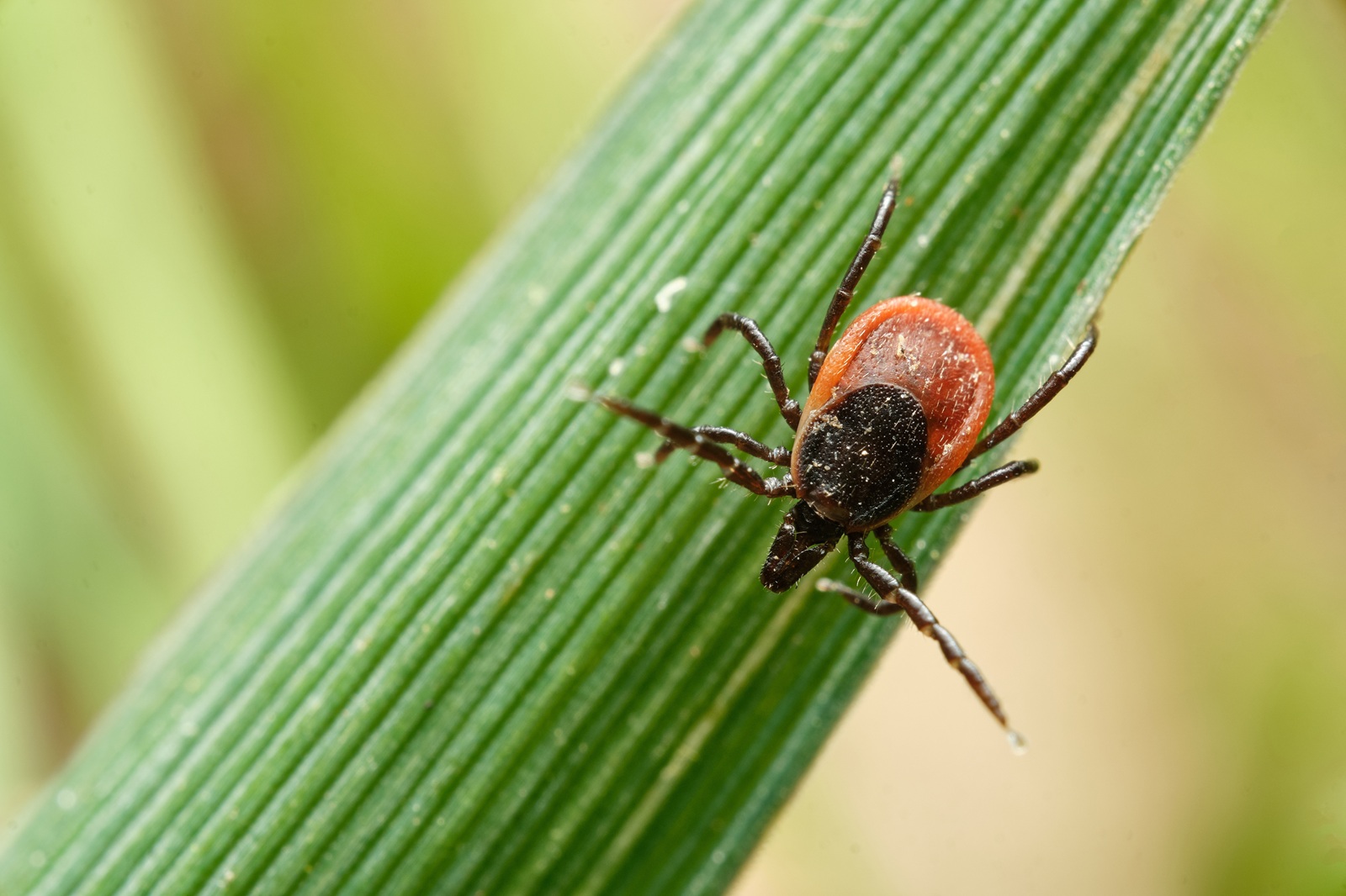 tick on plant