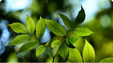 NATURALLY EFFECTIVE, BIOACTIVE INGREDIENTS