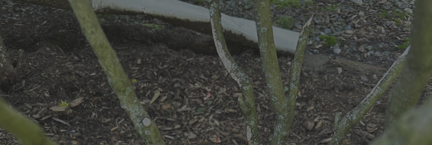 Get Your Free Rabbit Repellent Spray Quote