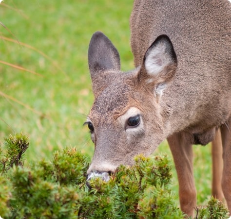 Deer feeding on evergreen shrubs in a lawn during winter, illustrating year-round browsing habits.