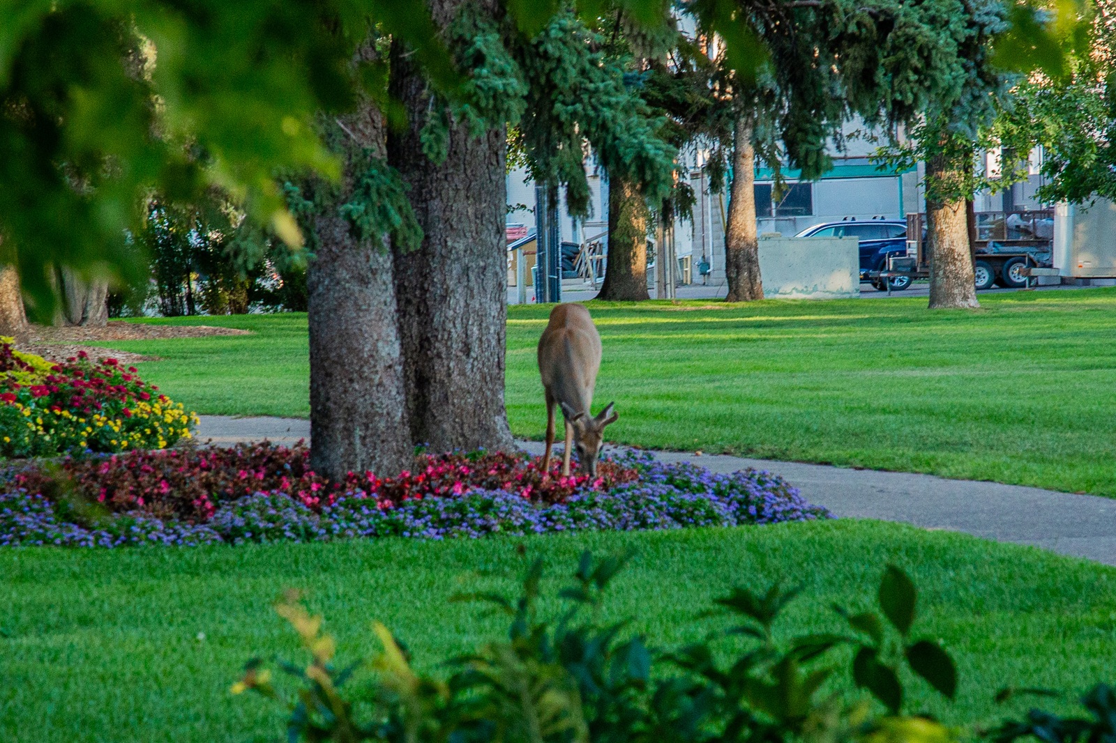 Deer Repellent for Trees