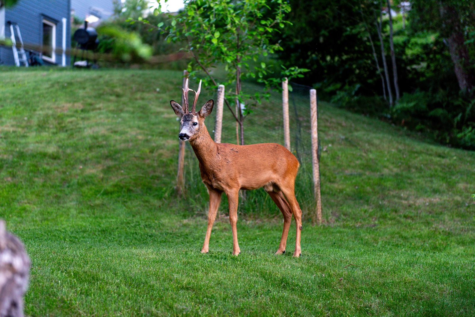 Deer Repellent for Gardens