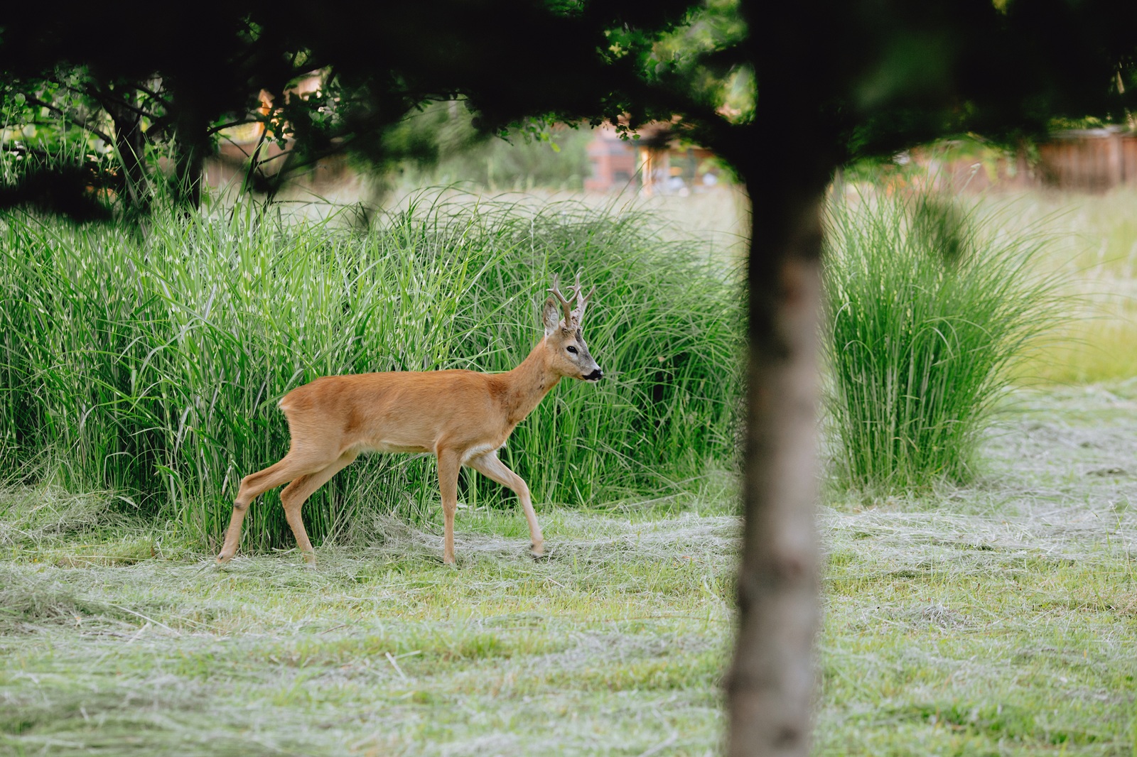 deer eating trees
