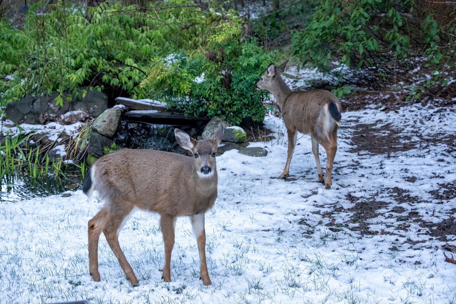 deer looking for food in winter