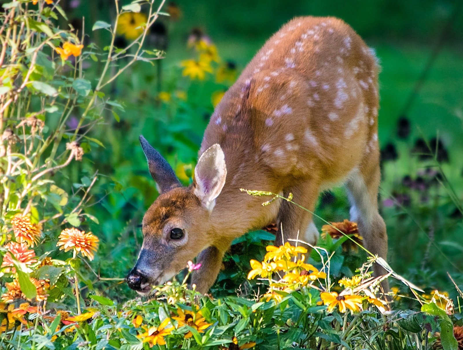 deer eating flowers