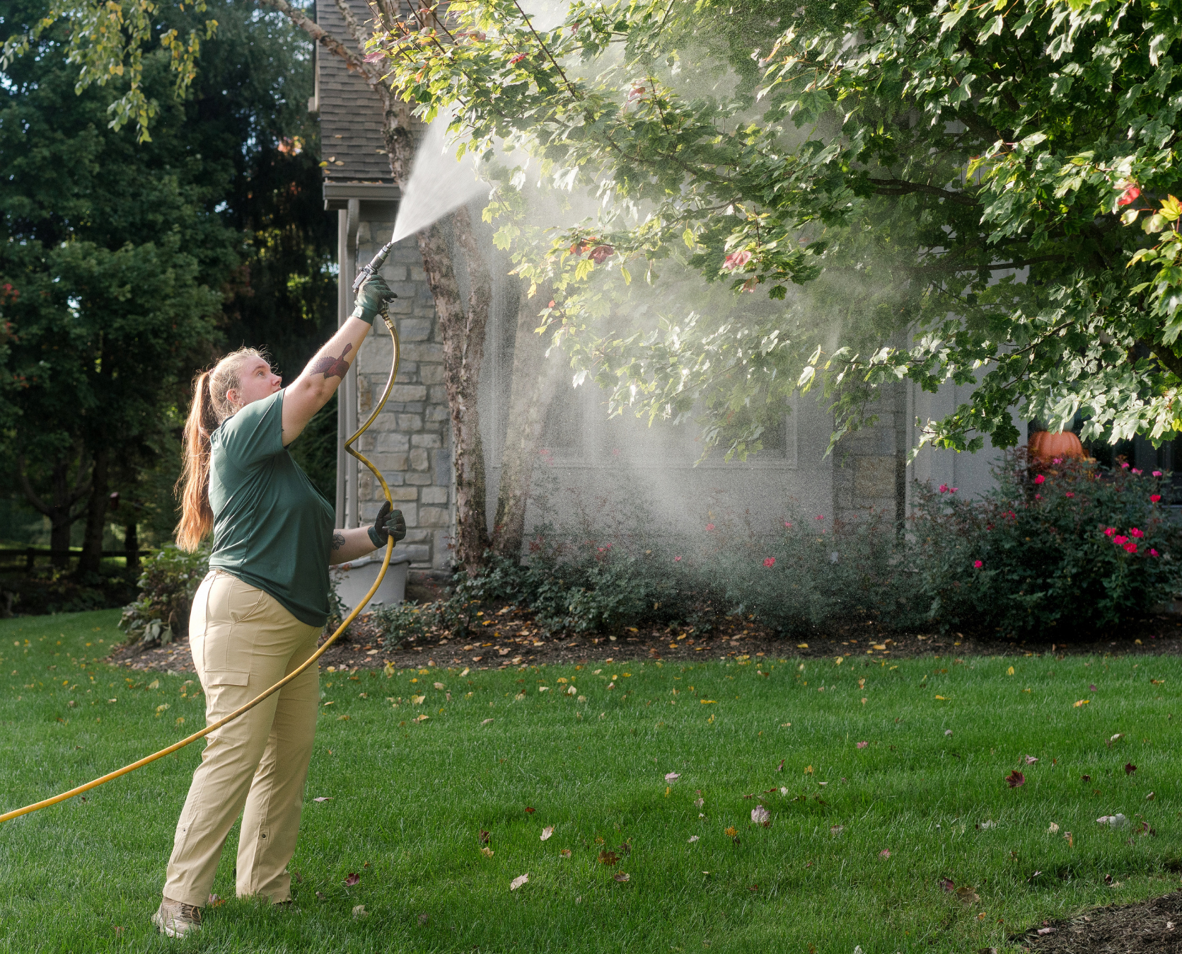 A professional gardener sprays a large tree with water, tending to the foliage near a house