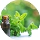 PEPPERMINT OIL: