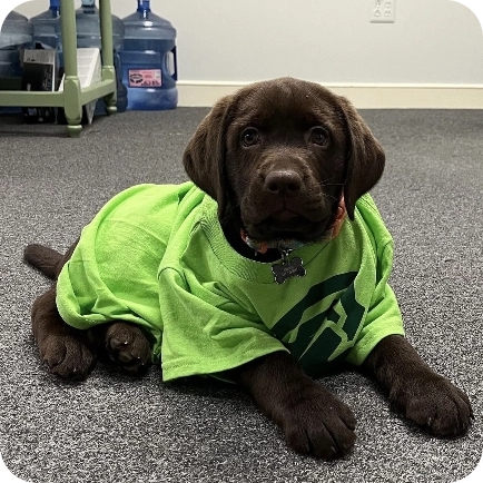 A chocolate Labrador puppy wearing a bright green t-shirt with a dark logo lies on a grey