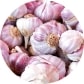 GARLIC: