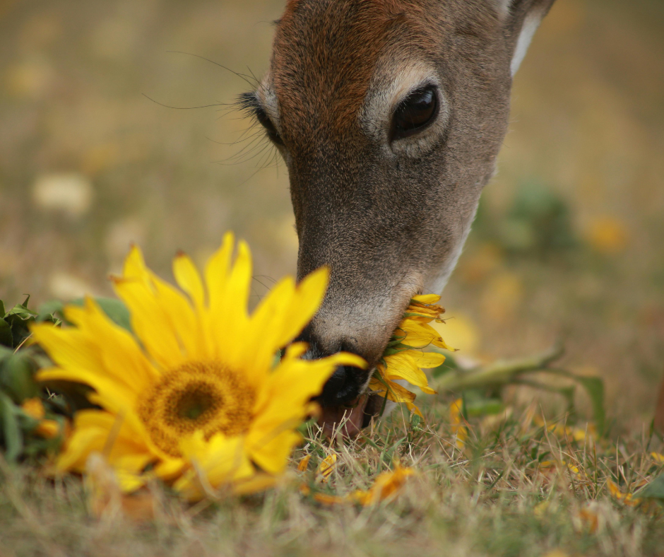 what do whitetail deer eat in spring