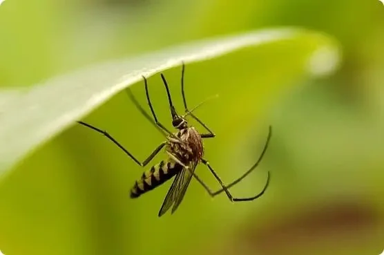 A striped mosquito hangs upside down from the underside of a vibrant green leaf. TITLE