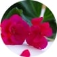 GERANIOL: