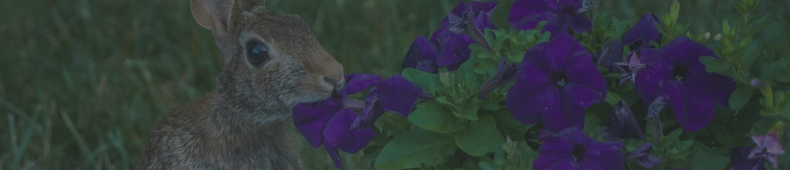 Get Your Free Deer Repellent Spray Quote