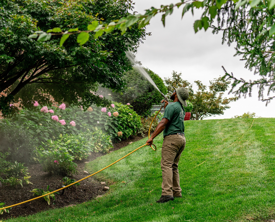 A landscaper waters pink hydrangeas and other plants with a hose on a cloudy day