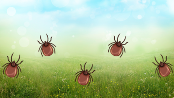 ticks