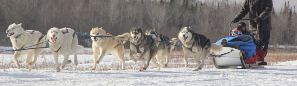 dog sledding in the snow 