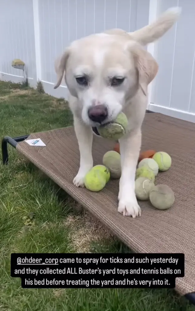 ohDEER technician collected tennis balls for customer's yellow lab dog 