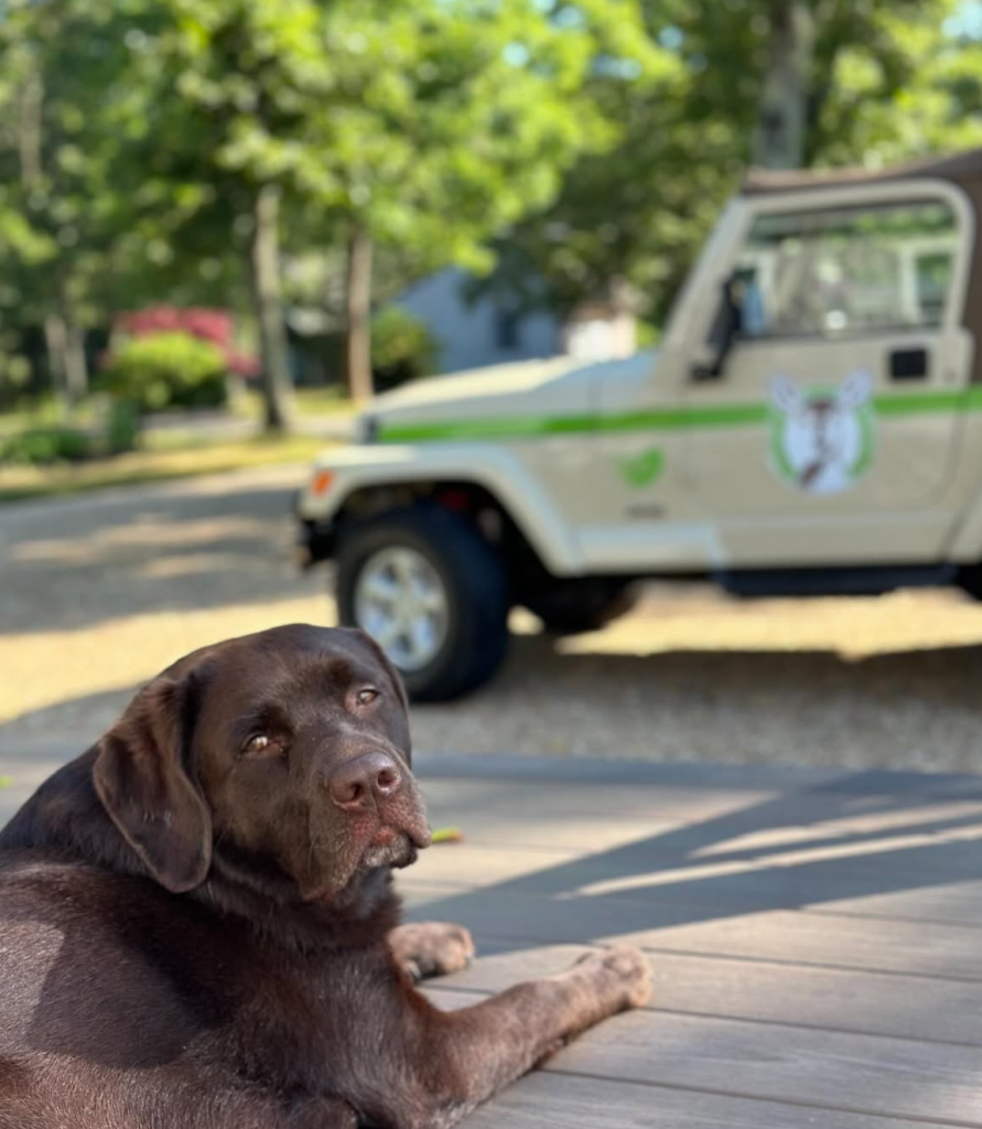 Chocolate lab ohDEER jeep 