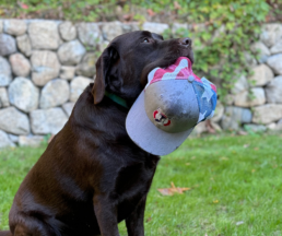 Is pest control safe for dogs?
