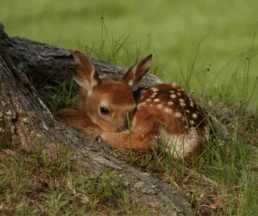 deer fawn alone