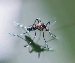 how long do mosquitoes live