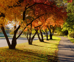 ticks in the fall fall foliage