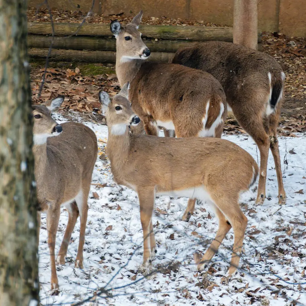 group of whitetail deer in winter 