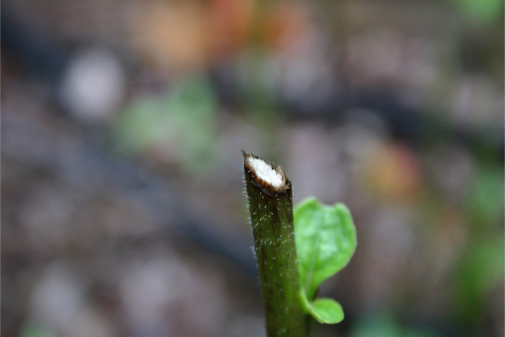 sharp edge bite from rabbit on plant