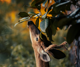 signs of deer damage in yard