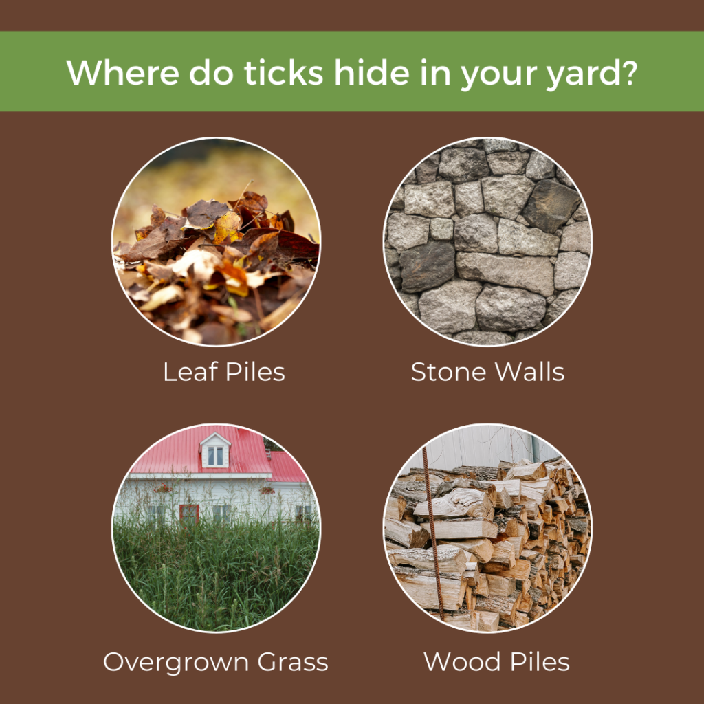 where do ticks hide in your yard, tick awareness 