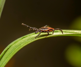 tick awareness