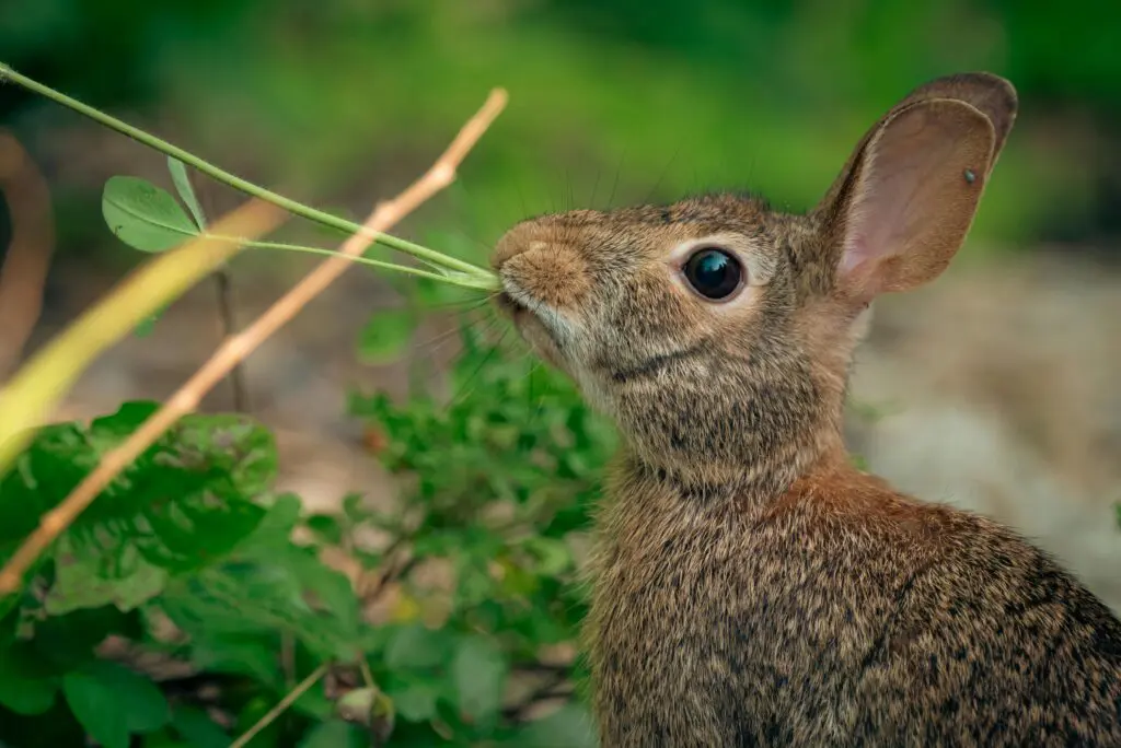 how to keep rabbits out of your yard rabbit eating plant in garden with tick on ear