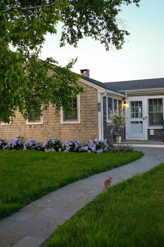 rabbit on walkway in yard of cape house