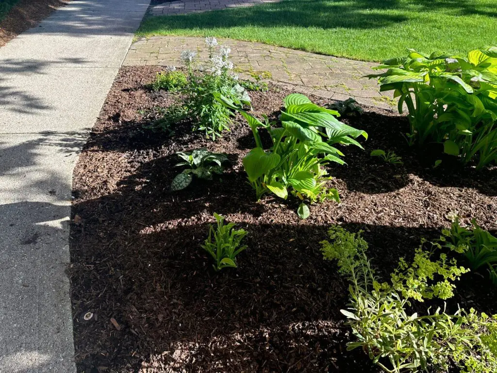 plants eaten by rabbits