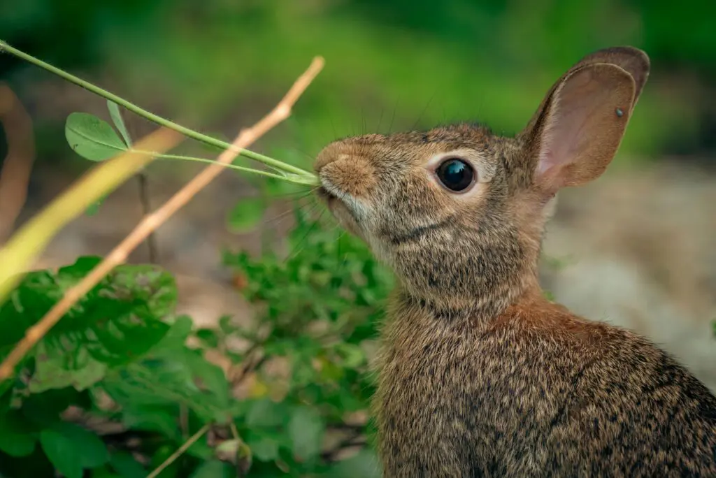 rabbit eating plant