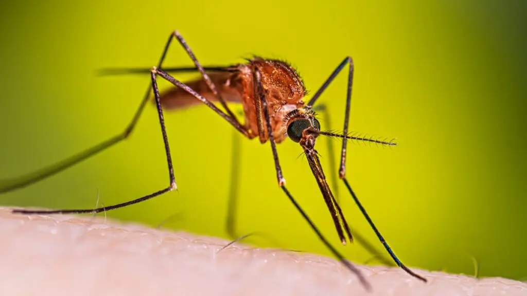 Anopheles Mosquito