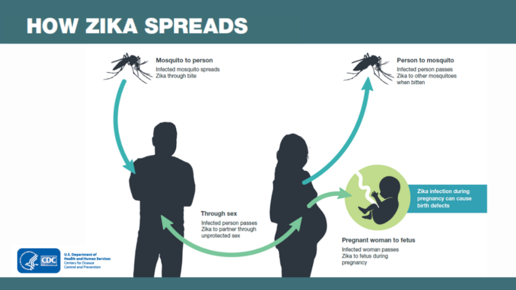 how zika spreads diagram from center for disease control 
