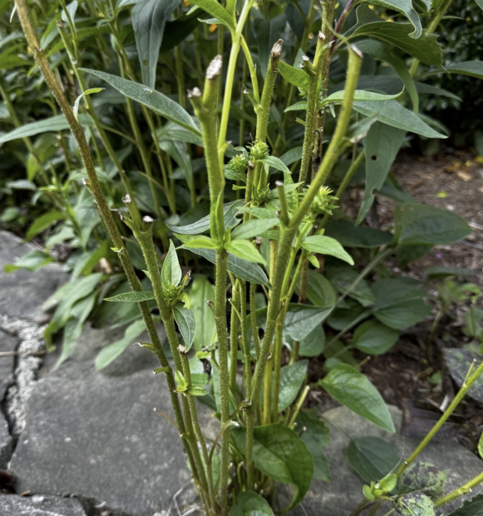 what do whitetail deer eat in spring 